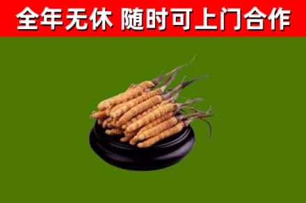 郏市回收冬虫夏草