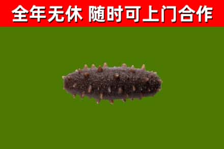 郏市回收海参干